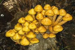 Goldfell-Schüppling (Pholiota aurivella)