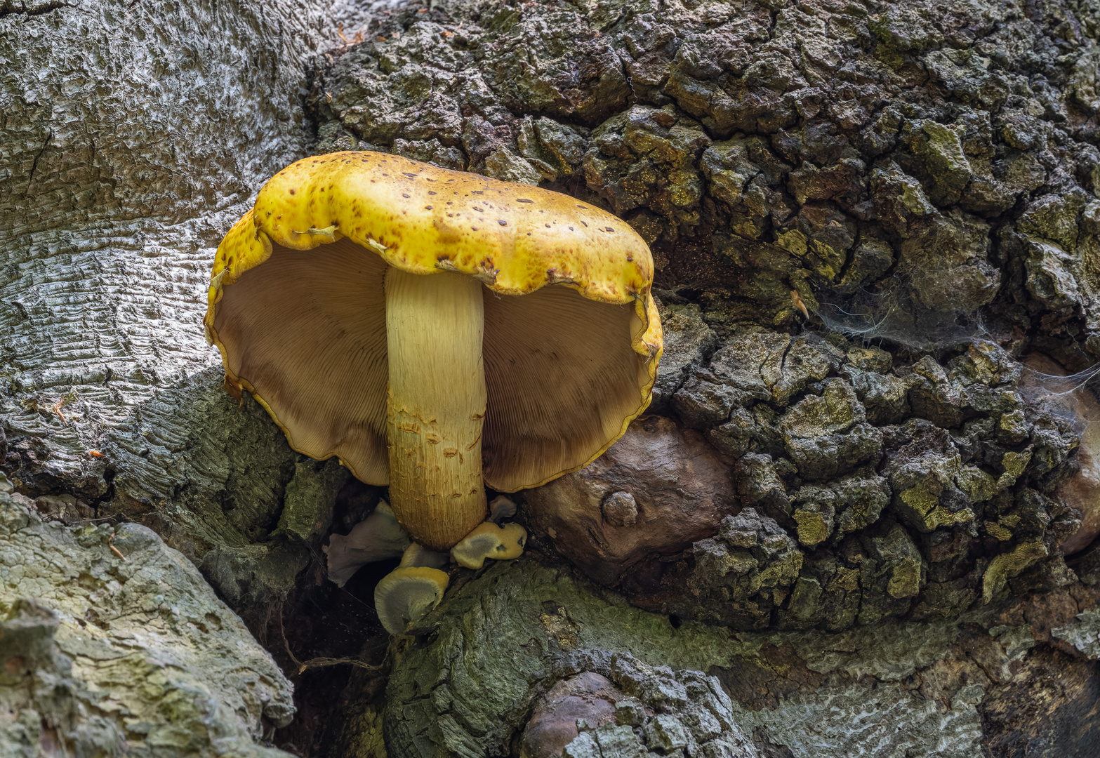 Goldfell-Schüppling (Pholiota aurivella)