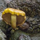 Goldfell-Schüppling (Pholiota aurivella)