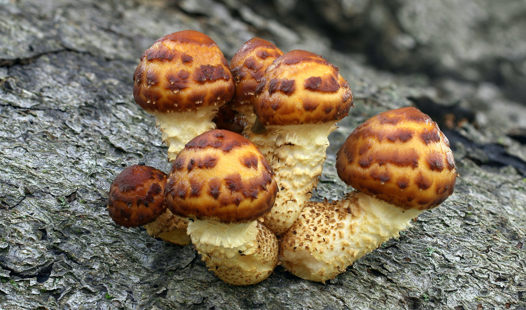 Goldfell-Schüppling (Pholiota aurivella, syn. Ph. cerifera)