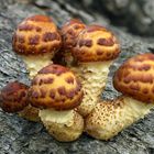 Goldfell-Schüppling (Pholiota aurivella, syn. Ph. cerifera)