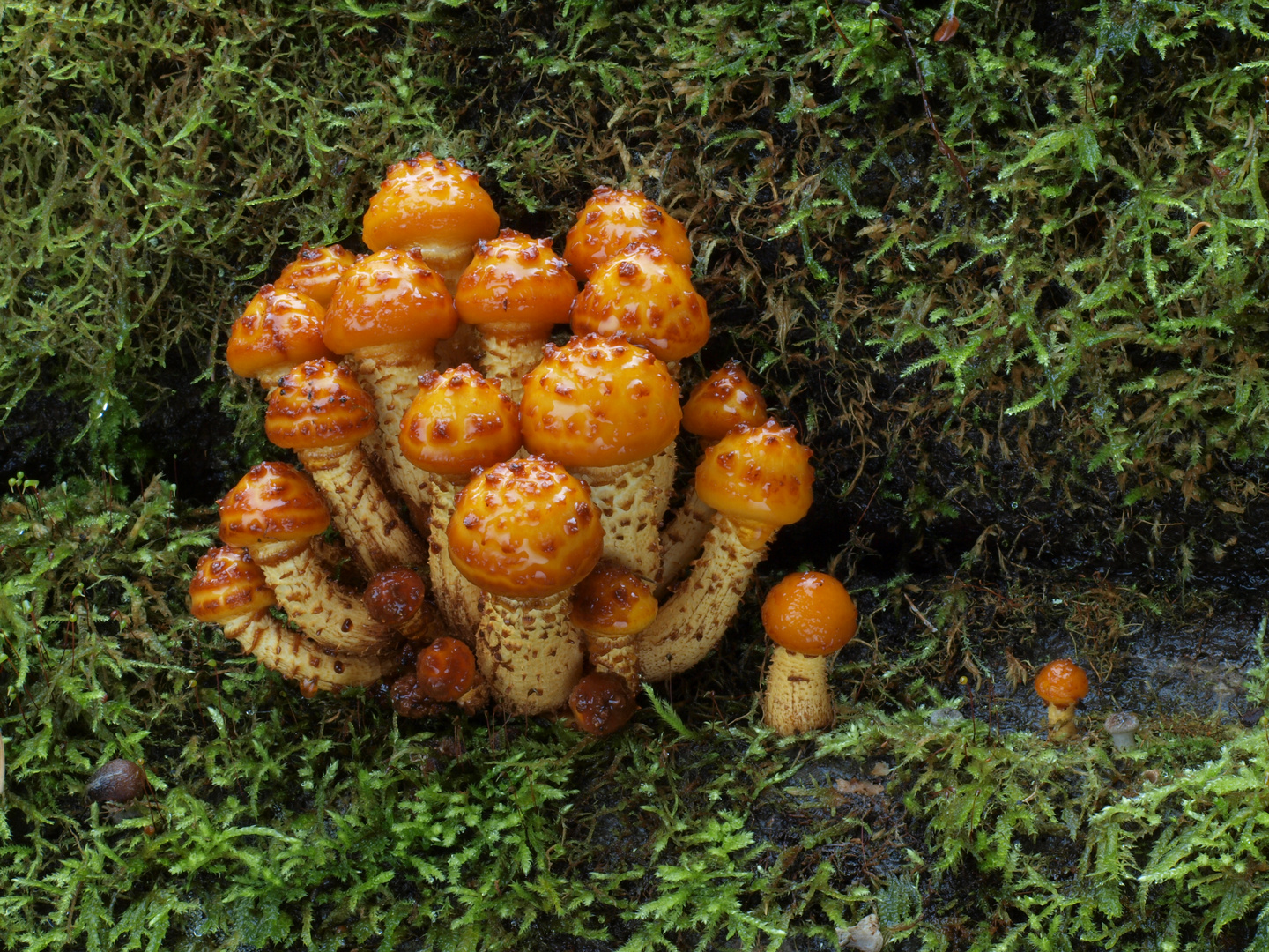 Goldfell-Schüppling, Pholiota aurivellus