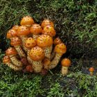 Goldfell-Schüppling, Pholiota aurivellus