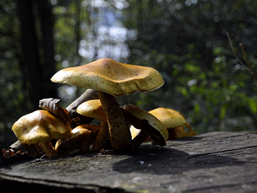 Goldfell Schüpplinge (Pholiota aurivellus)