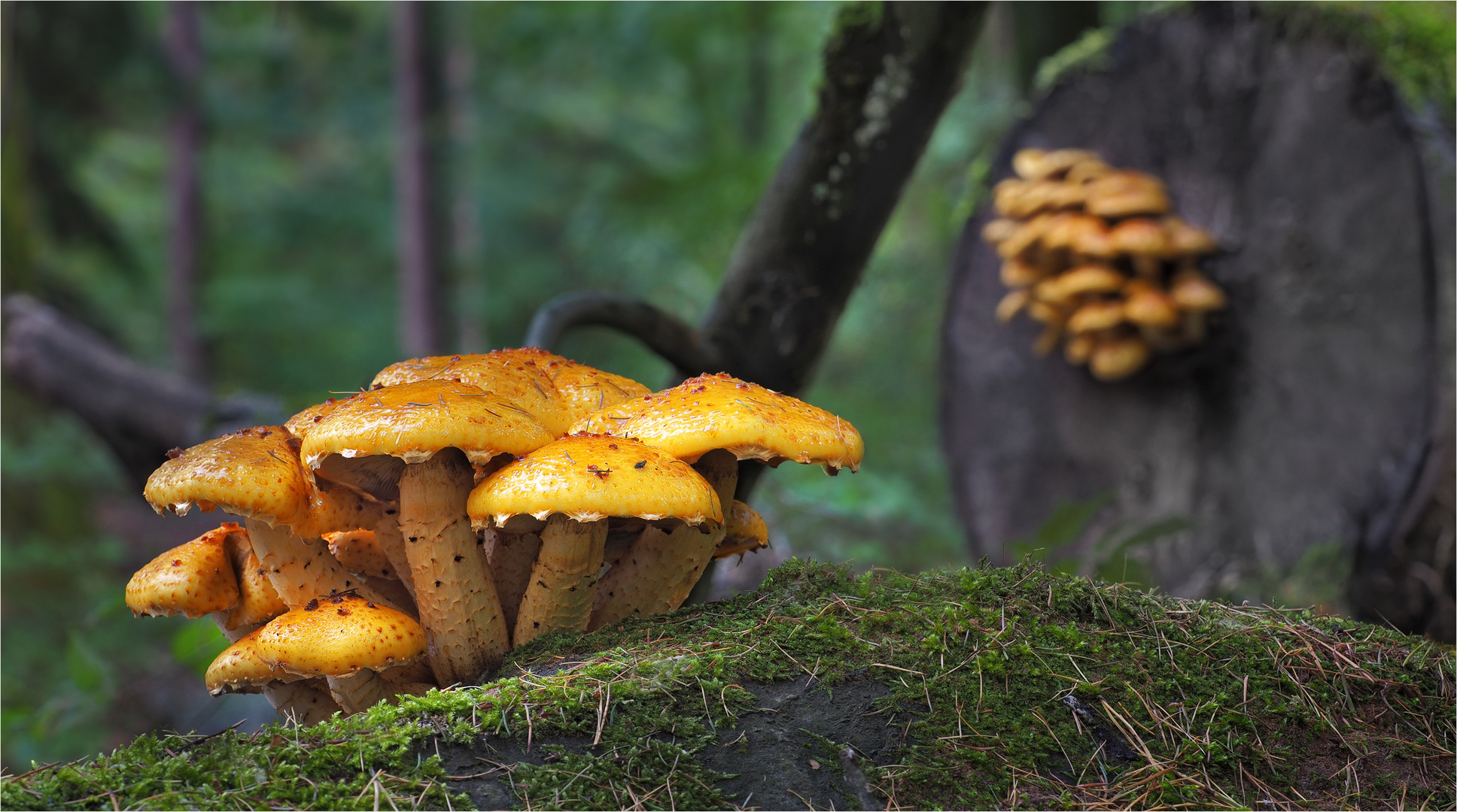 Goldfellschüpplinge im Doppelpack