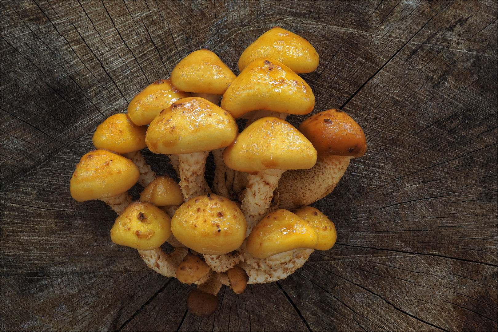 Goldfellschüpplinge (Pholiota aurivella)