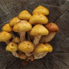 Goldfellschüpplinge (Pholiota aurivella)