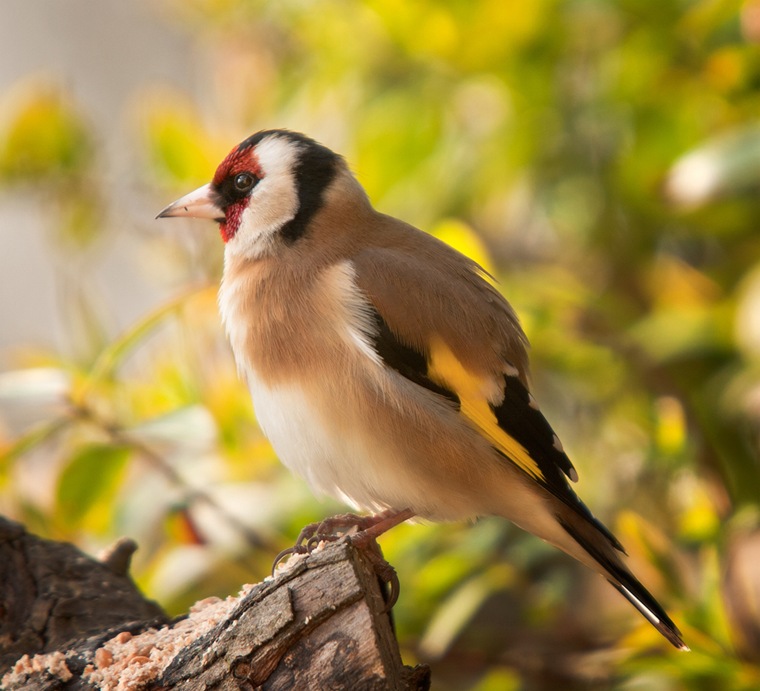 Goldfinch