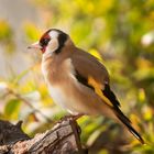 Goldfinch