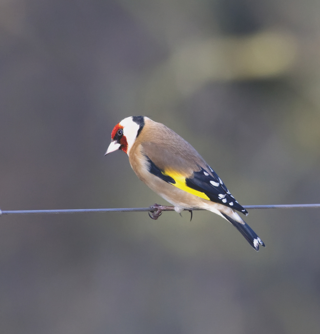 Goldfinch