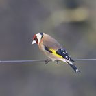 Goldfinch