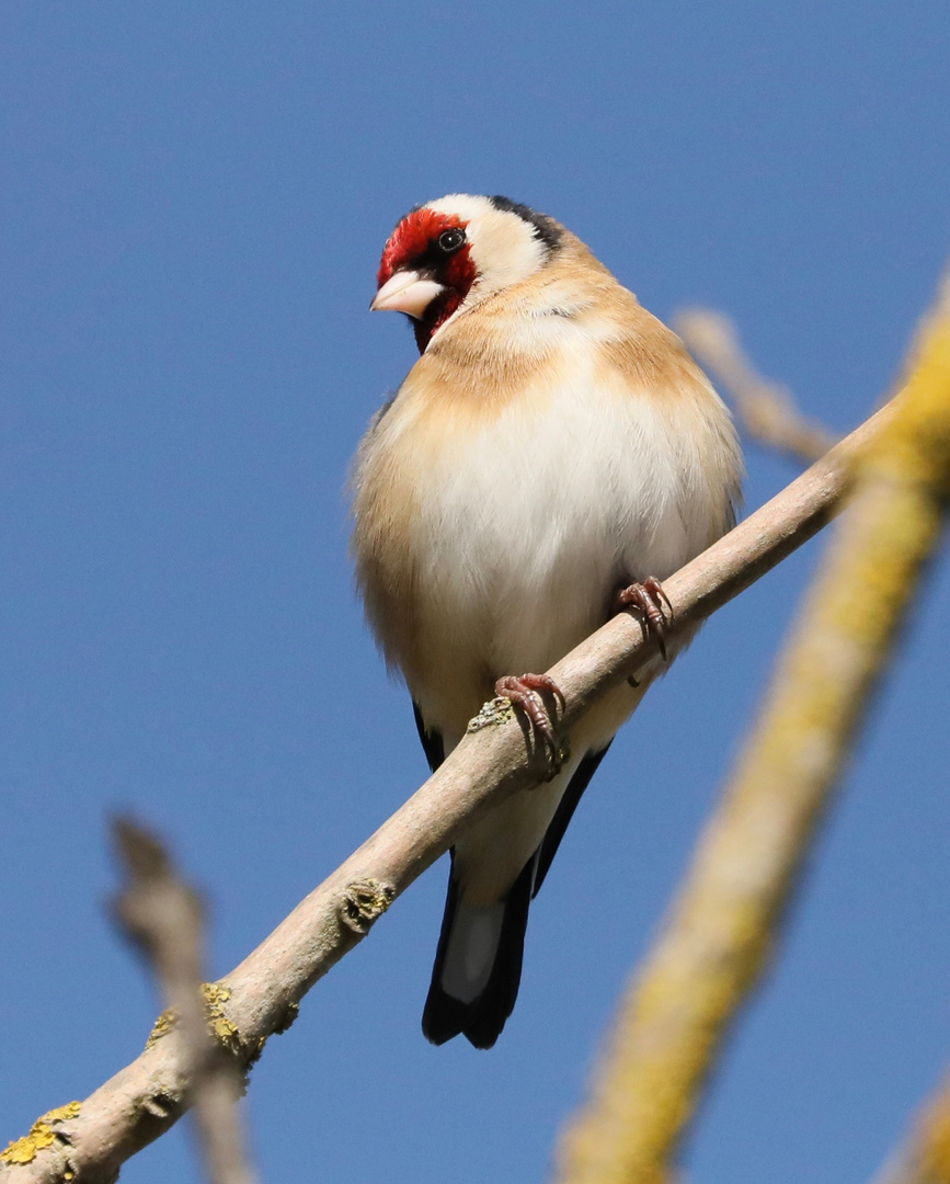 Goldfinch