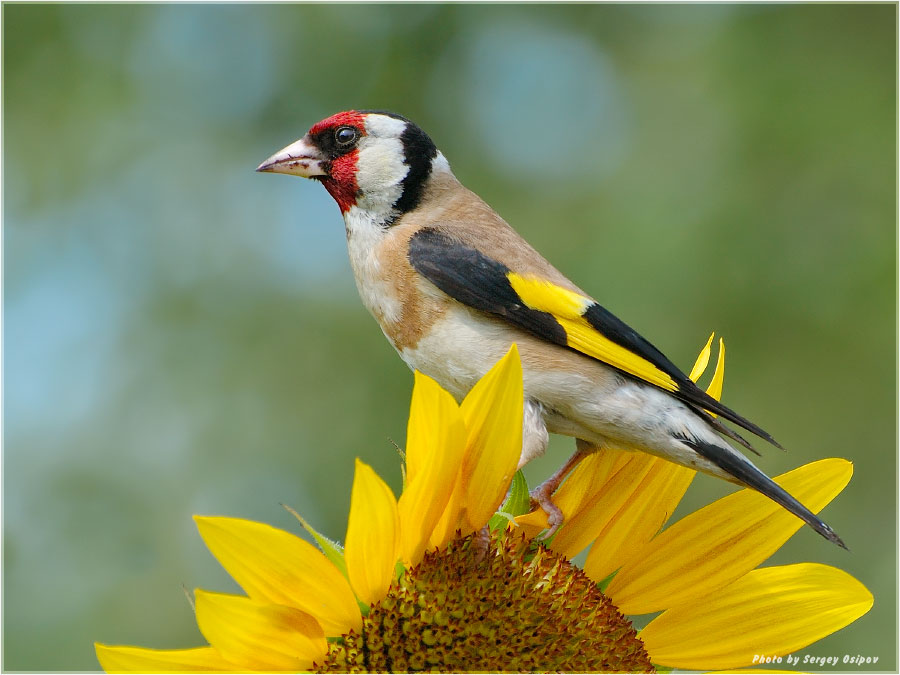 Goldfinch