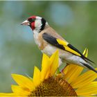 Goldfinch