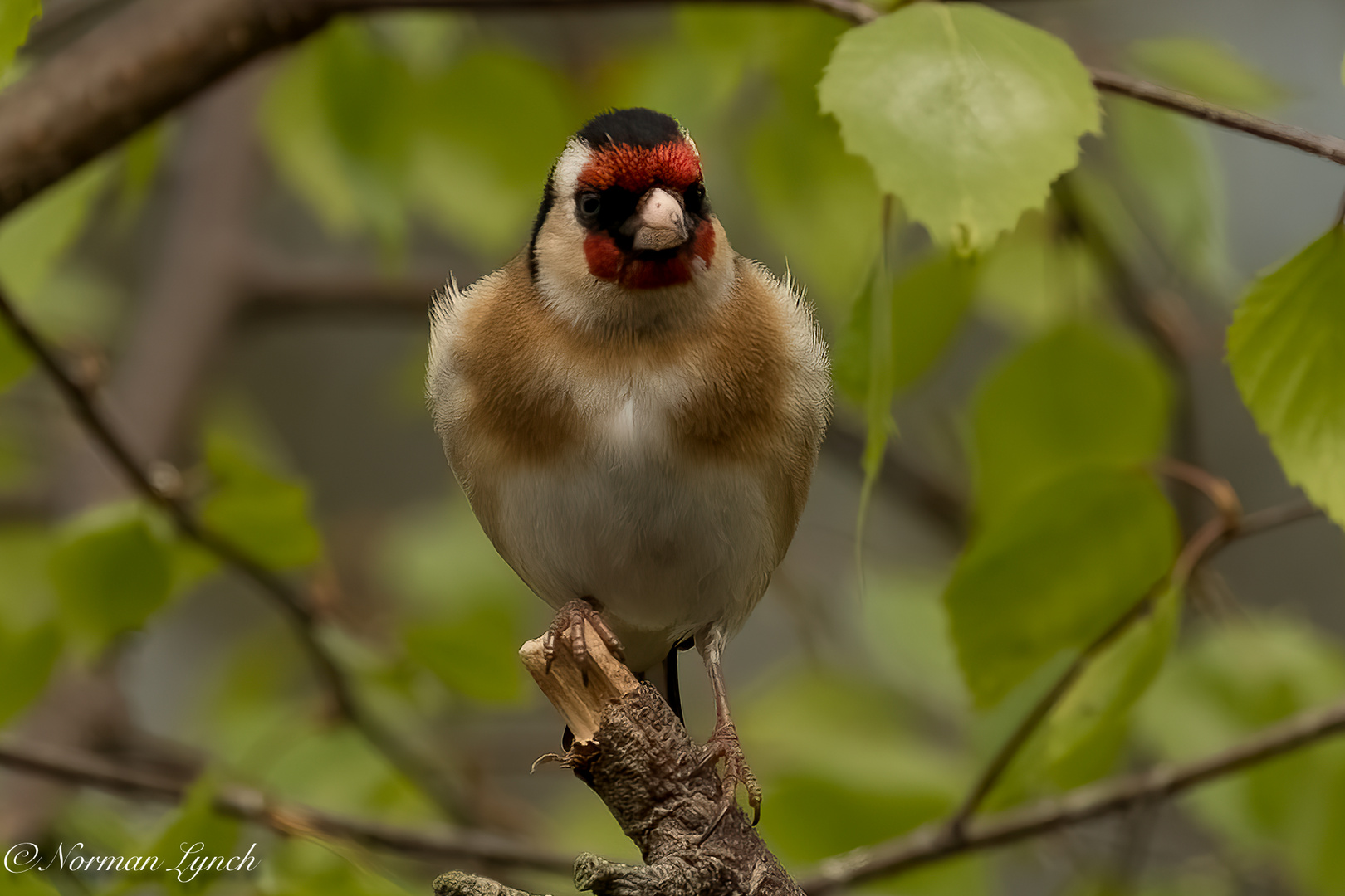  Goldfinch 