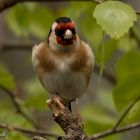  Goldfinch 