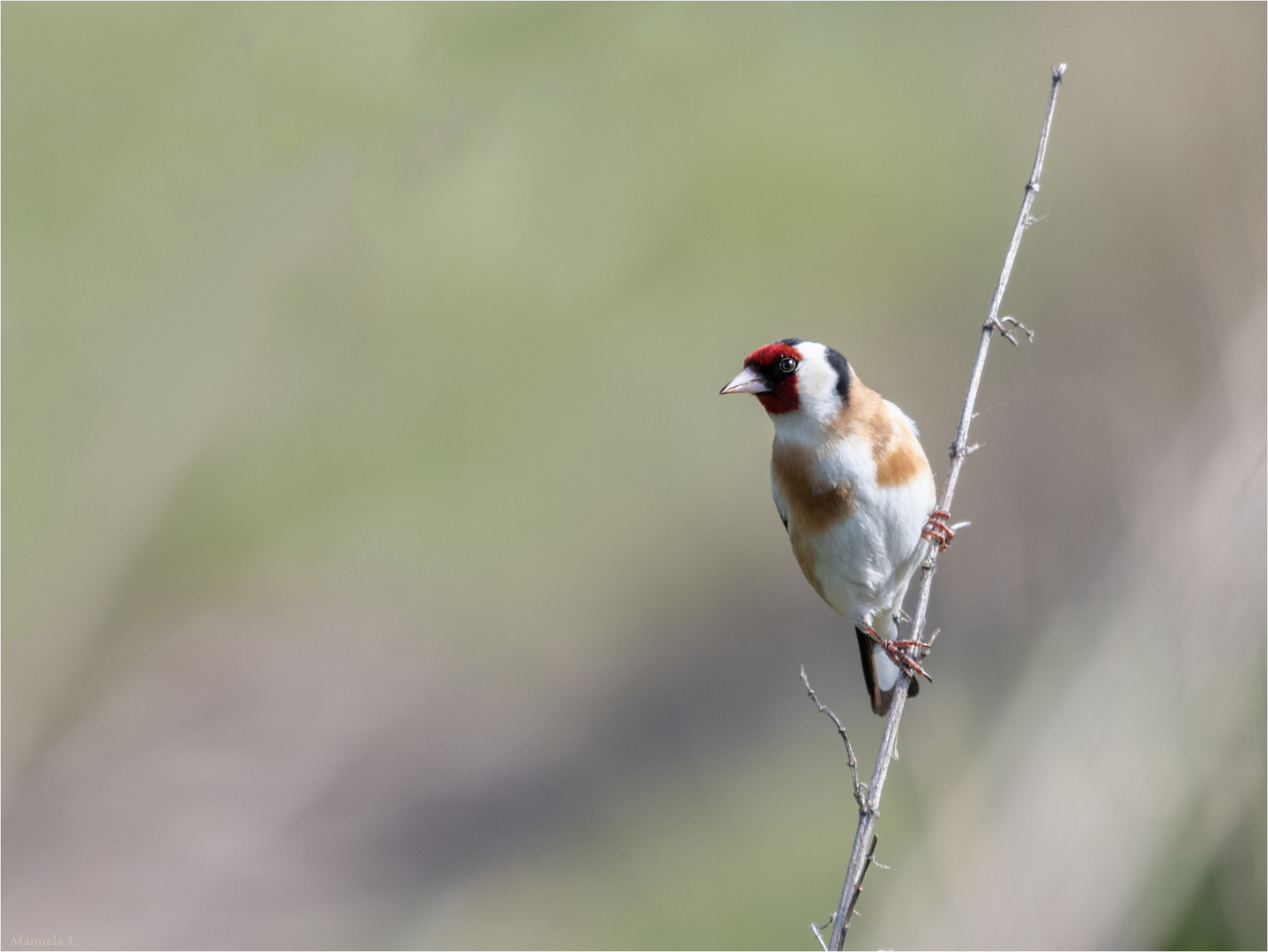 Goldfinch