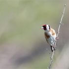 Goldfinch