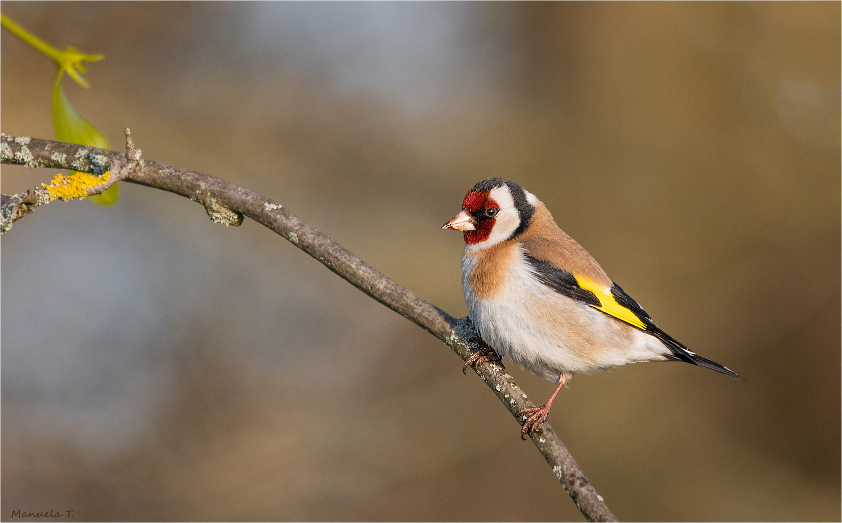 Goldfinch