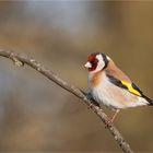 Goldfinch