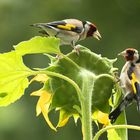 Goldfinch