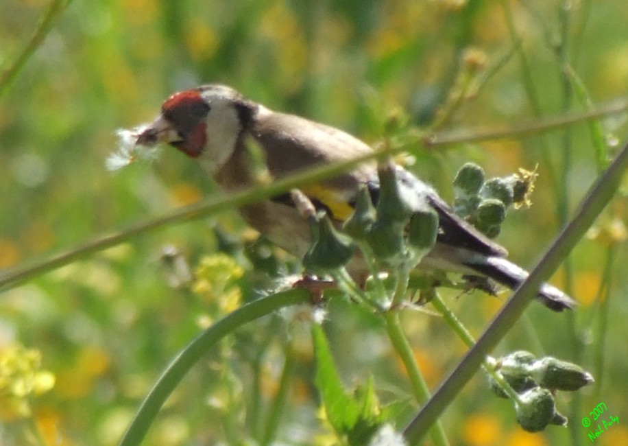 Goldfinch