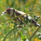 Goldfinch