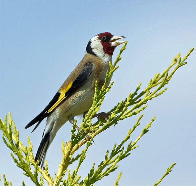 Goldfinch