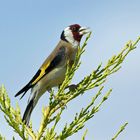 Goldfinch