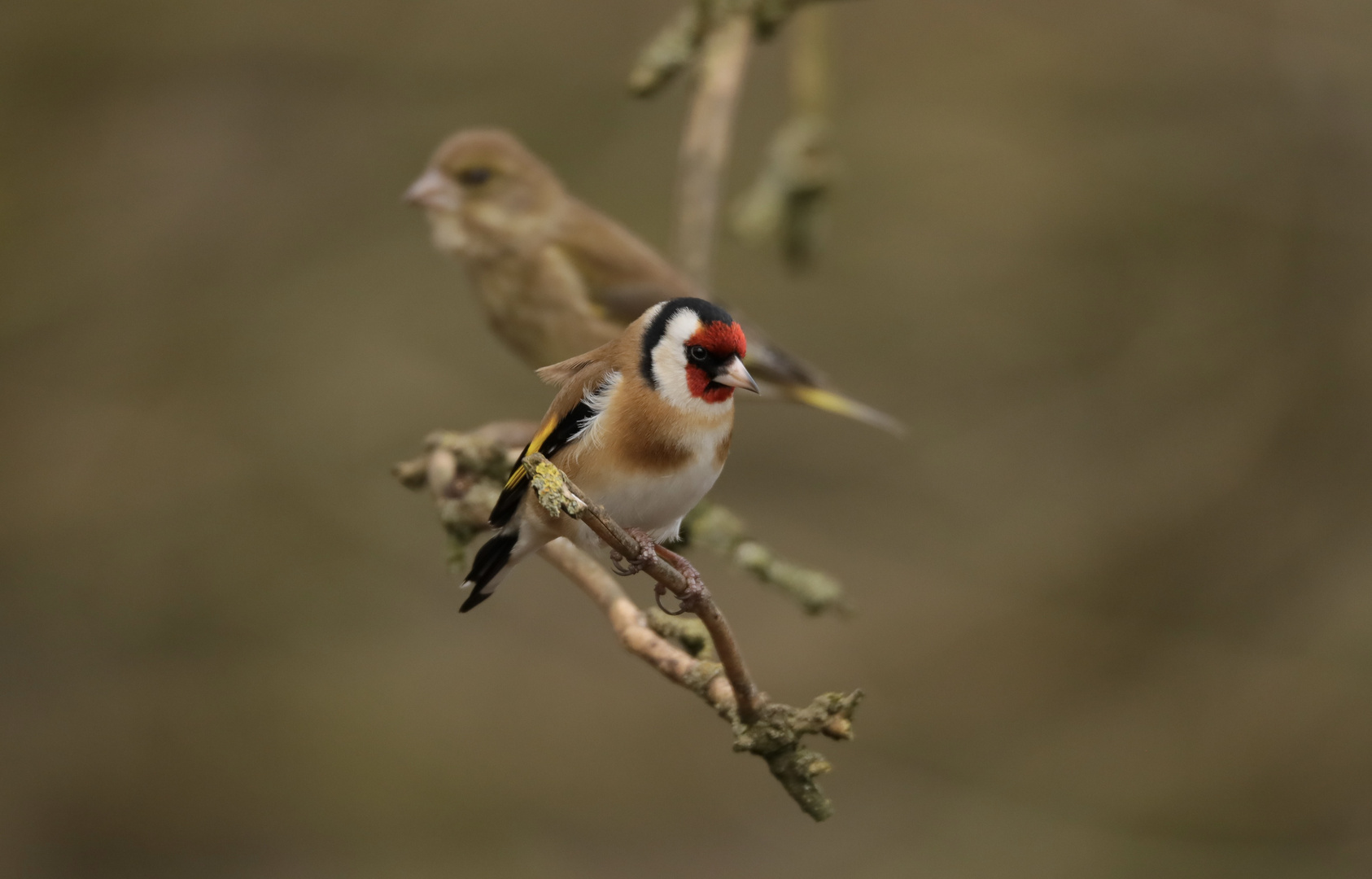 Goldfinch