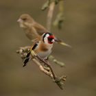 Goldfinch