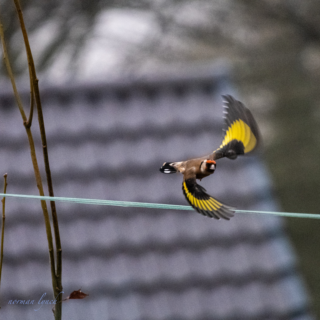 Goldfinch  (Carduelis carduelis)