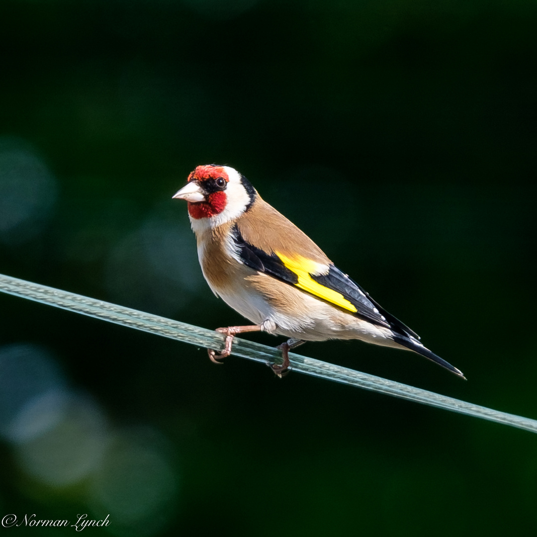 Goldfinch (carduelis carduelis)