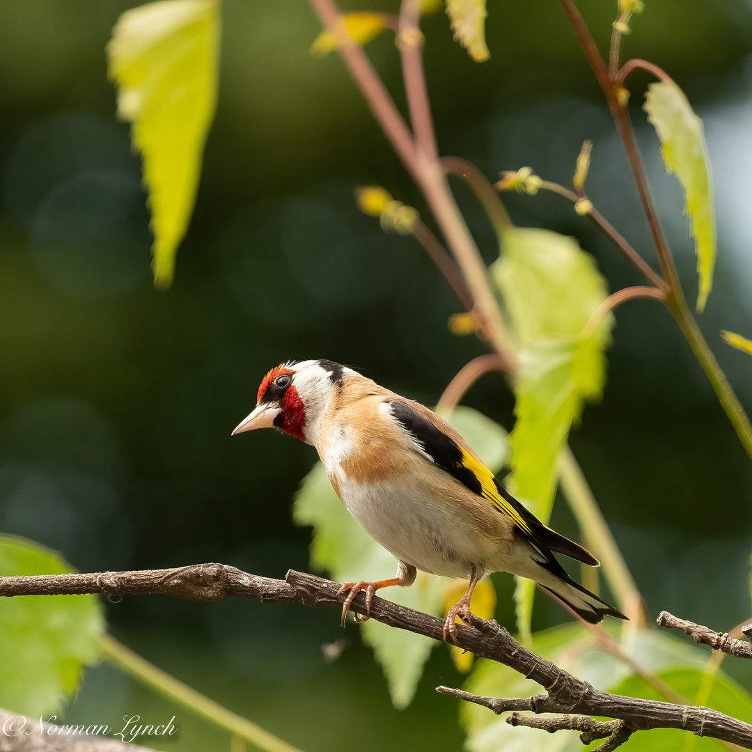 Goldfinch (carduelis carduelis)