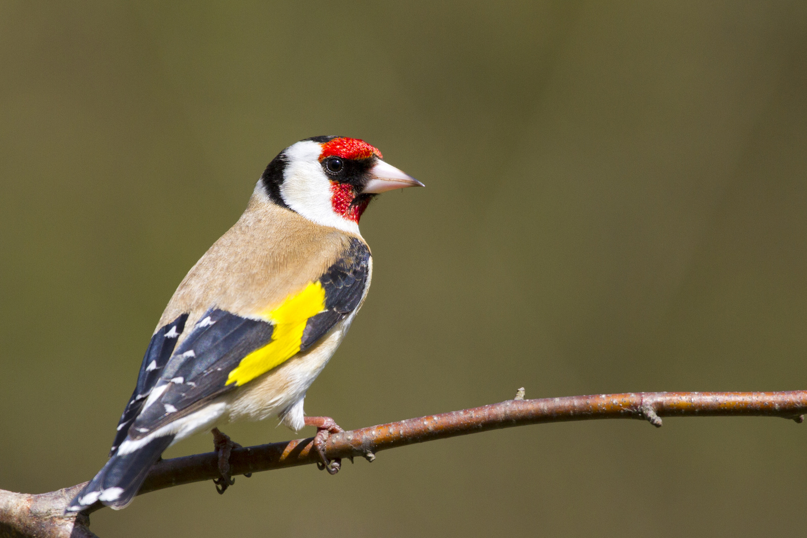 Goldfinch (Carduelis-carduelis)