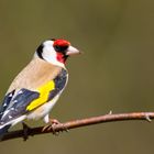 Goldfinch (Carduelis-carduelis)