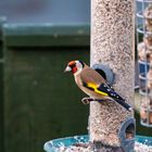 Goldfinch  (Carduelis carduelis)