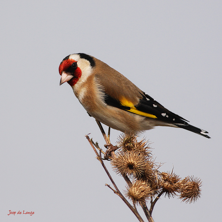 Goldfinch (Carduelis carduelis)