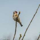  Goldfinch 