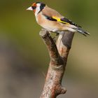 Goldfinch