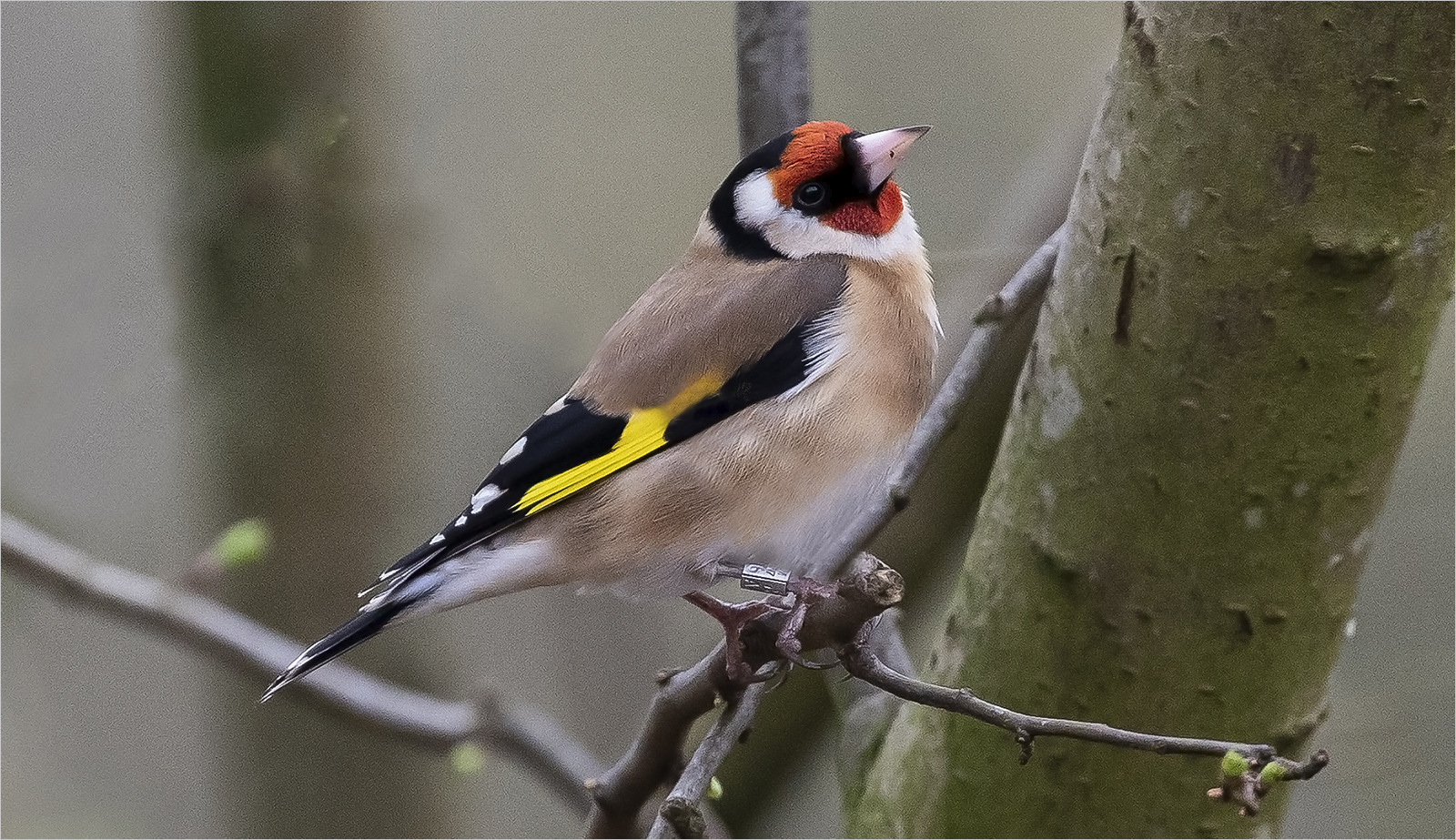 Goldfinch