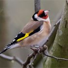 Goldfinch