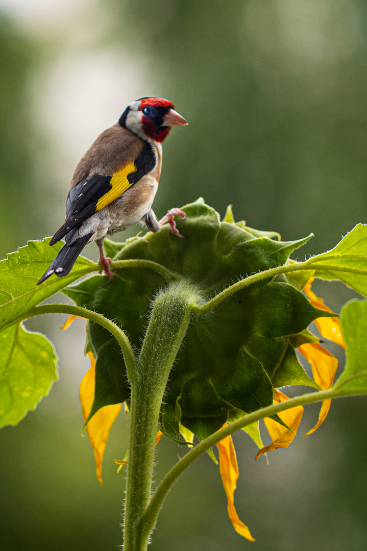 Goldfinch