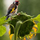 Goldfinch