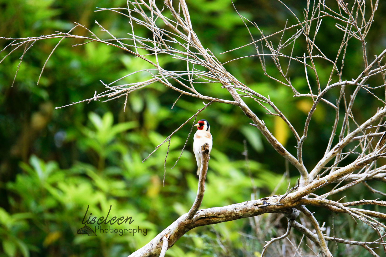 Goldfinch in Wellington