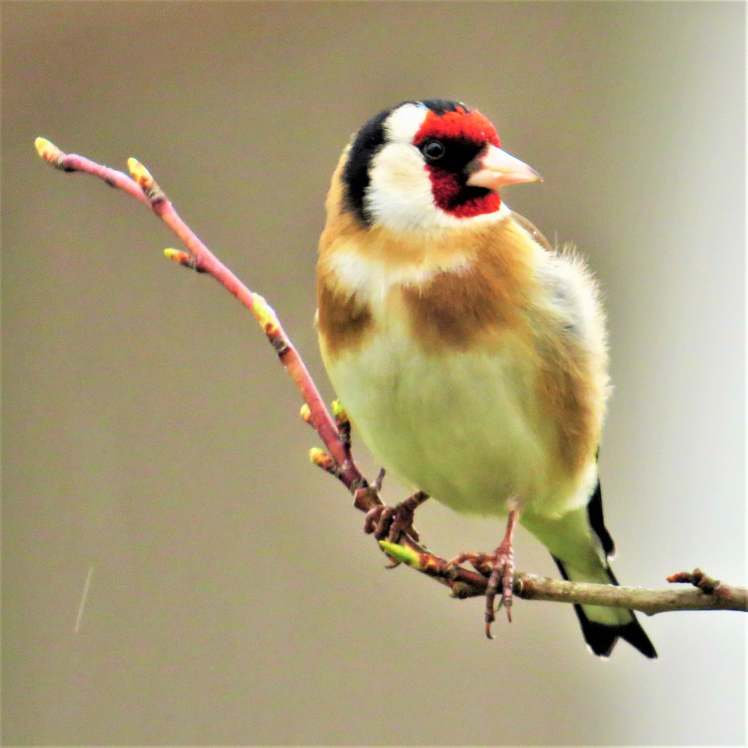 Goldfinch in winter ()