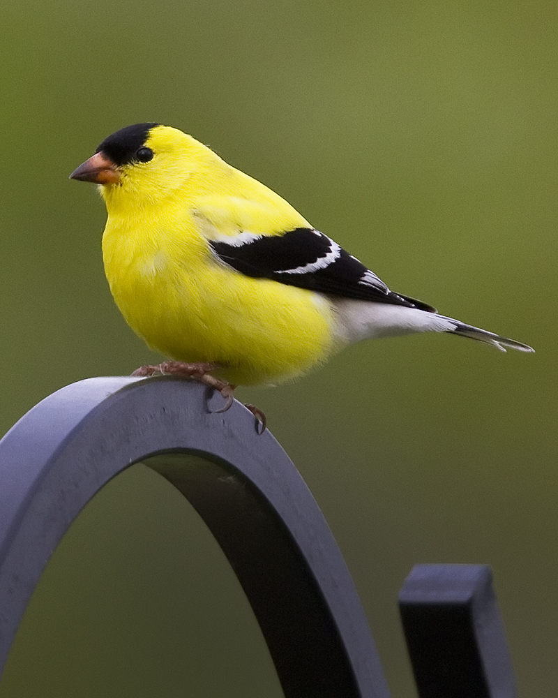 Goldfinch May