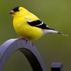 Goldfinch May