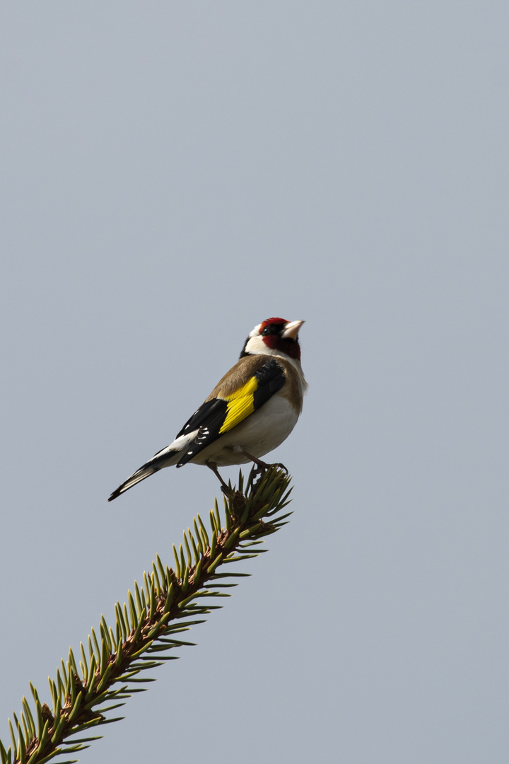 Goldfinch perched on a branch 