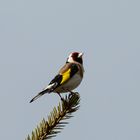 Goldfinch perched on a branch 